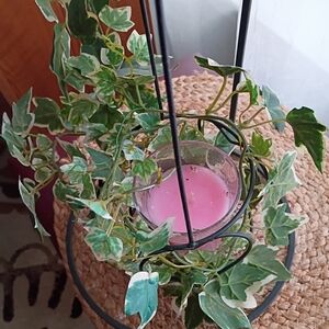 Black Metal With Ivy Candle Holder